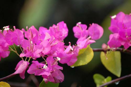 Robinson's Cove Villas - Deluxe Wallis Villa