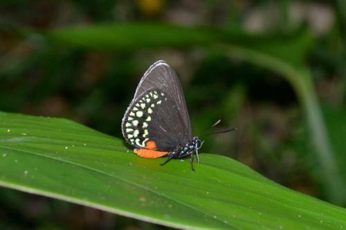 Lodge Howler Monkey Resort