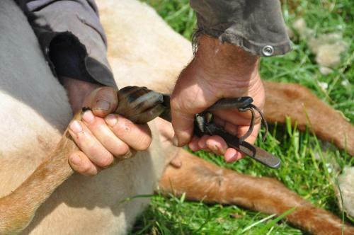 B&B 't Verloren Schaap