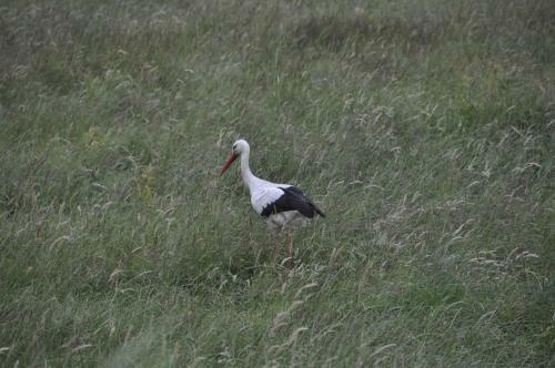 B&B 't Verloren Schaap