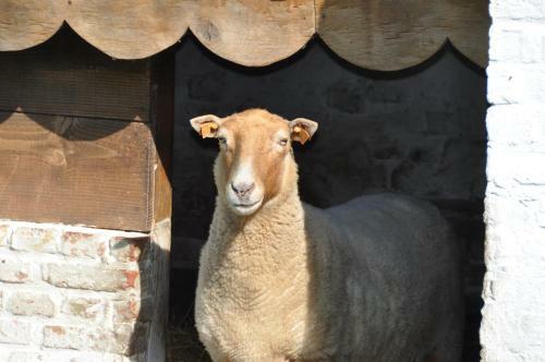 B&B 't Verloren Schaap