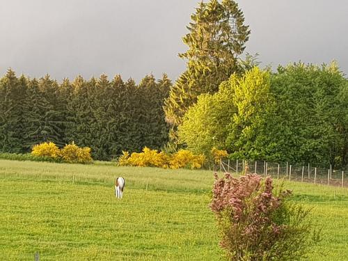 Spacious Holiday Home In Vaux-sur-sure With Garden