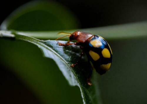 Lodge Tambopata Research Center