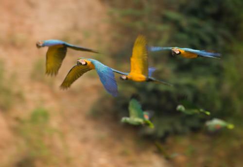 Lodge Tambopata Research Center