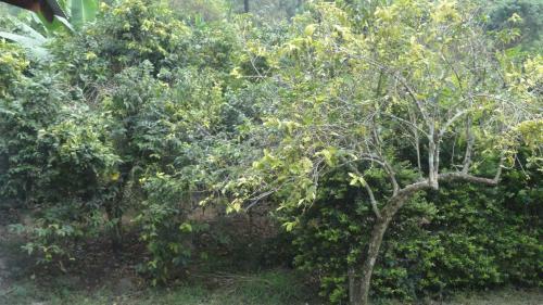 Rwenzori Homestay