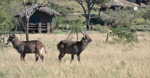 Grumeti Migration Camp