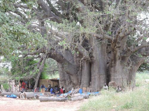Baobab Lodge