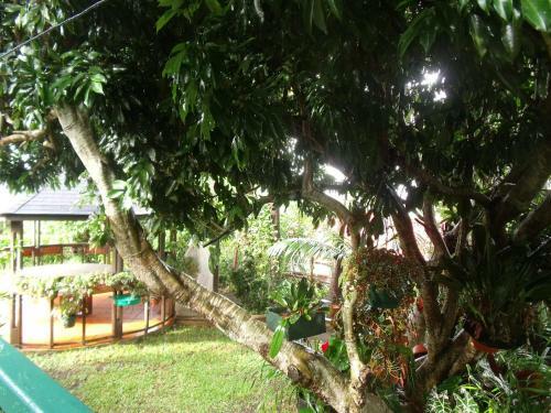Les Agapanthes