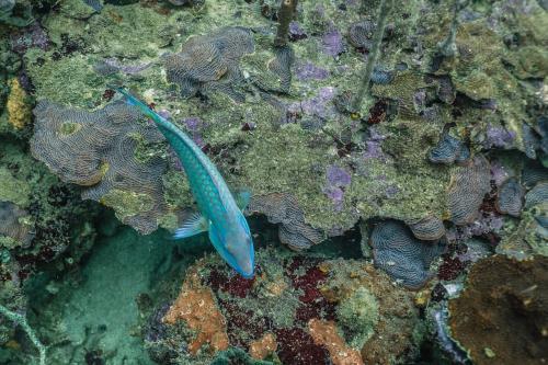 Divers Paradise Boutique Hotel