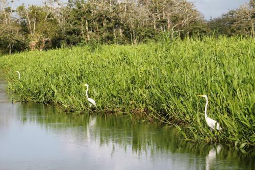 Los Guatuzos, Ecolodge