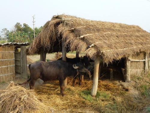 Bardia Eco Lodge