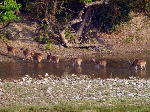 Bardia Eco Lodge