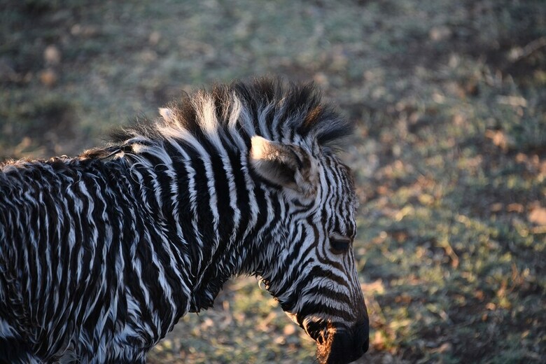 Hotel Gabus Game Ranch