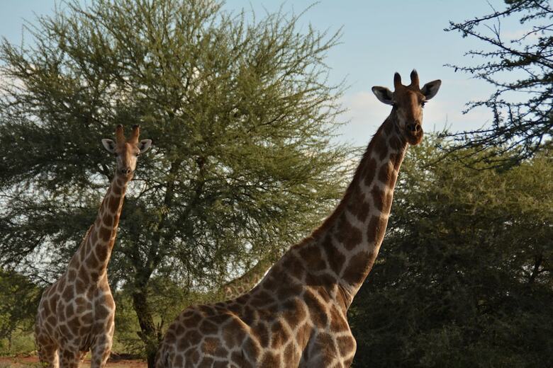 Hotel Gabus Game Ranch