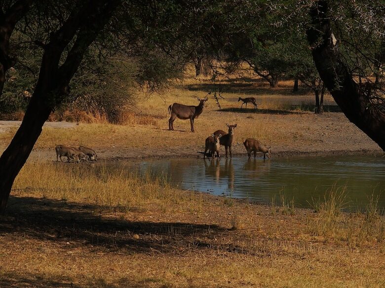 Hotel Gabus Game Ranch