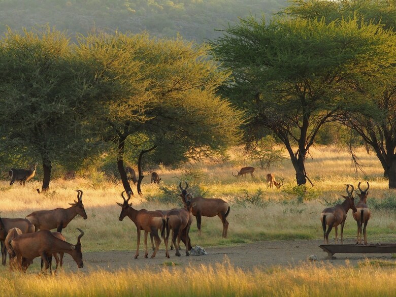 Hotel Gabus Game Ranch