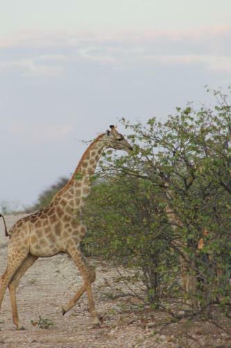 Kaoko Bush Lodge