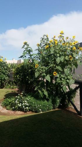 Bed & Breakfast Sunflower Self-catering