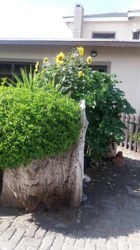 Bed & Breakfast Sunflower Self-catering