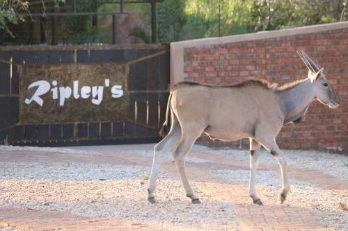 Apartamento Ripley's Camp