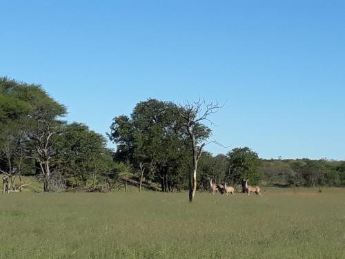 Onduri Lodge