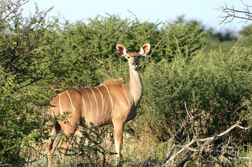 Lodge Waterberg Wilderness