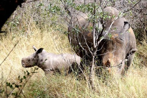 Lodge Waterberg Wilderness