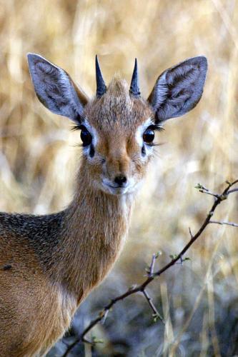 Lodge Waterberg Wilderness