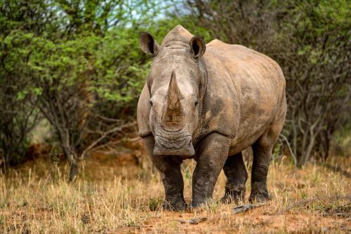 Lodge Waterberg Wilderness
