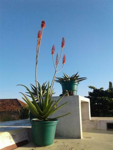 Jardim Dos Alo�s Boutique B&B