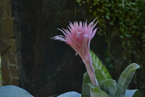 Lodge Bougainvilla Sol