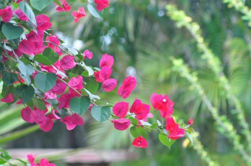 Lodge Bougainvilla Sol
