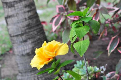 Lodge Bougainvilla Sol