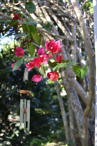 Lodge Bougainvilla Sol