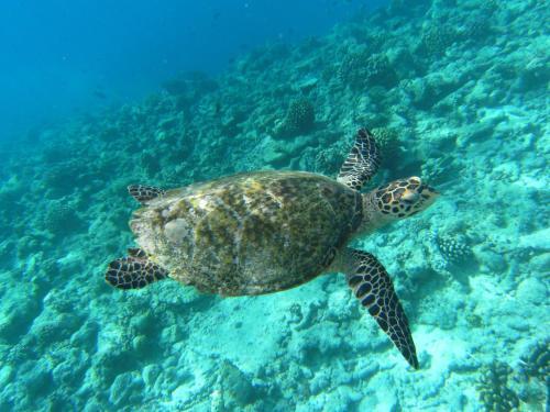 Hostal Rasdhoo Coralville