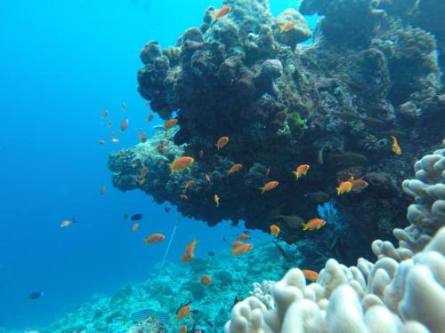 Hostal Rasdhoo Coralville