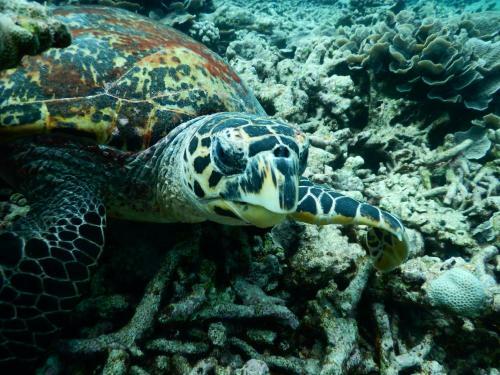 Hostal Equa Reef Maldives