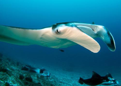 Hostal Equa Reef Maldives