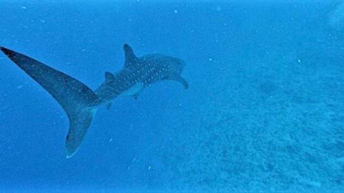 Hostal Kirulhiya Maldives