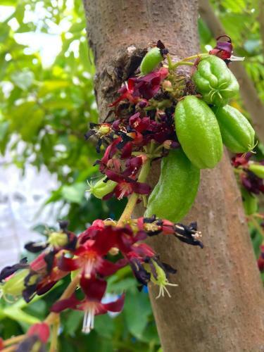 Hostal Faza View Inn