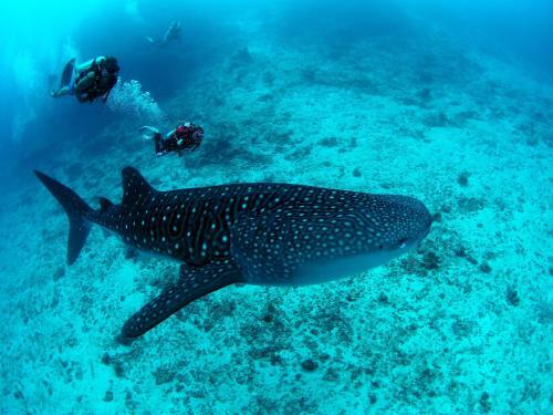 Hostal White Sand Dhigurah
