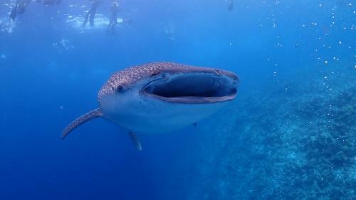 Hostal Boutique Beach All Inclusive Diving Hotel