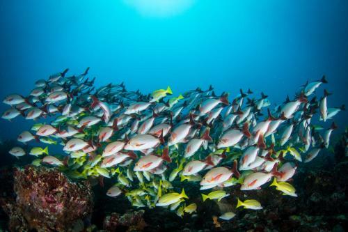 Hostal Boutique Beach All Inclusive Diving Hotel