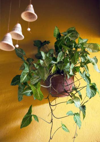 Villa Mandela Hostel Casa Mojito