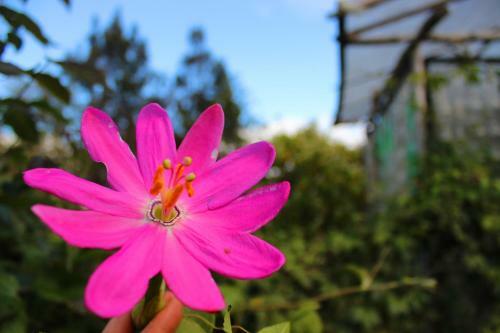 Hostal Jard�n Colibr�