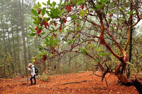 Centro Ecotur�stico Caba�as Never�a