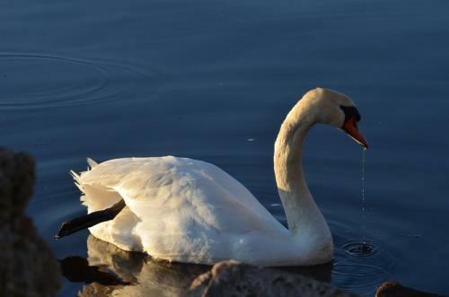 Hostal Pilava