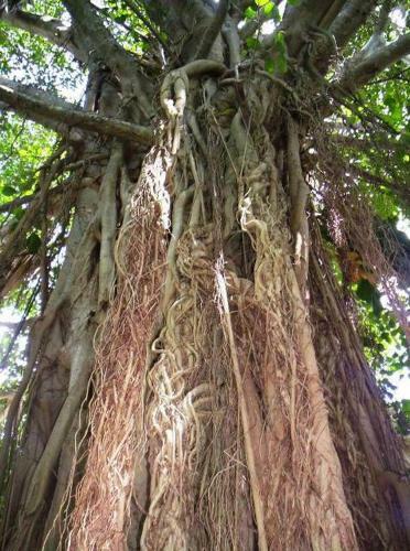 Hostal Posada El Jardin