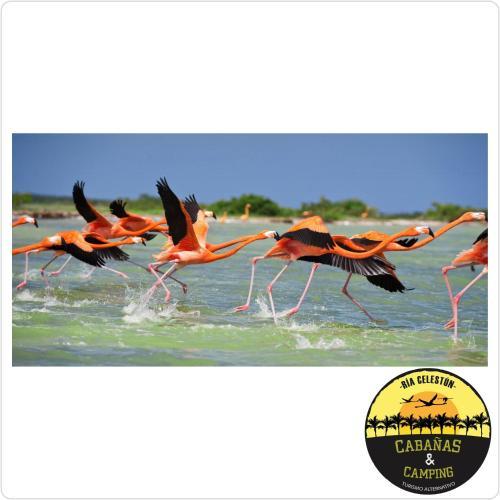 Hostal Caba�as Camping Ria Celestun
