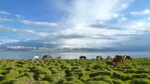 Hostal Guest House Kol-ukok